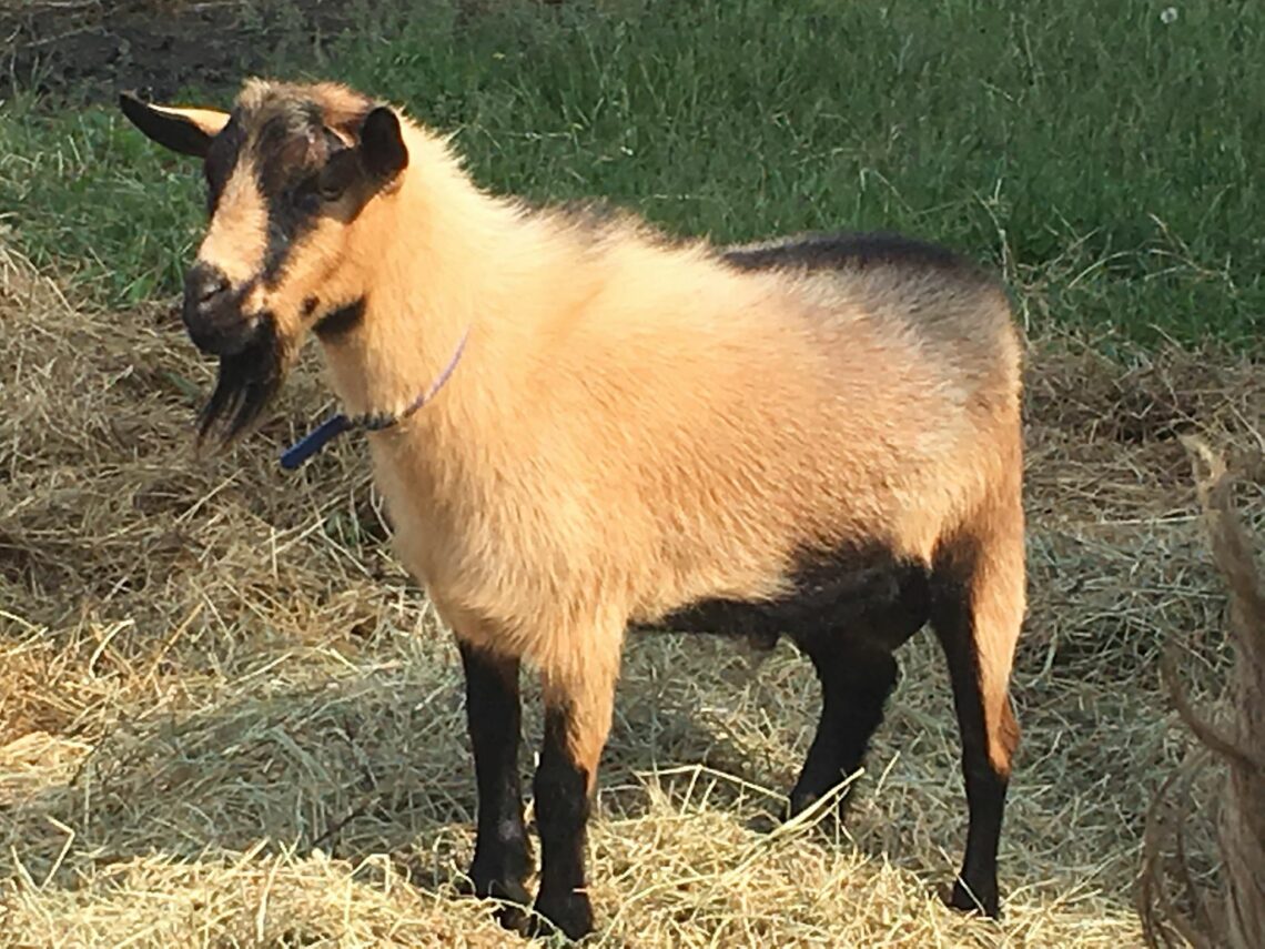 Our Goats – Climbing Pines Farm